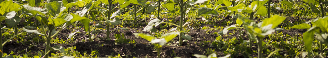 Biostimulants naturels aux extraits de plantes pour la nutrition
